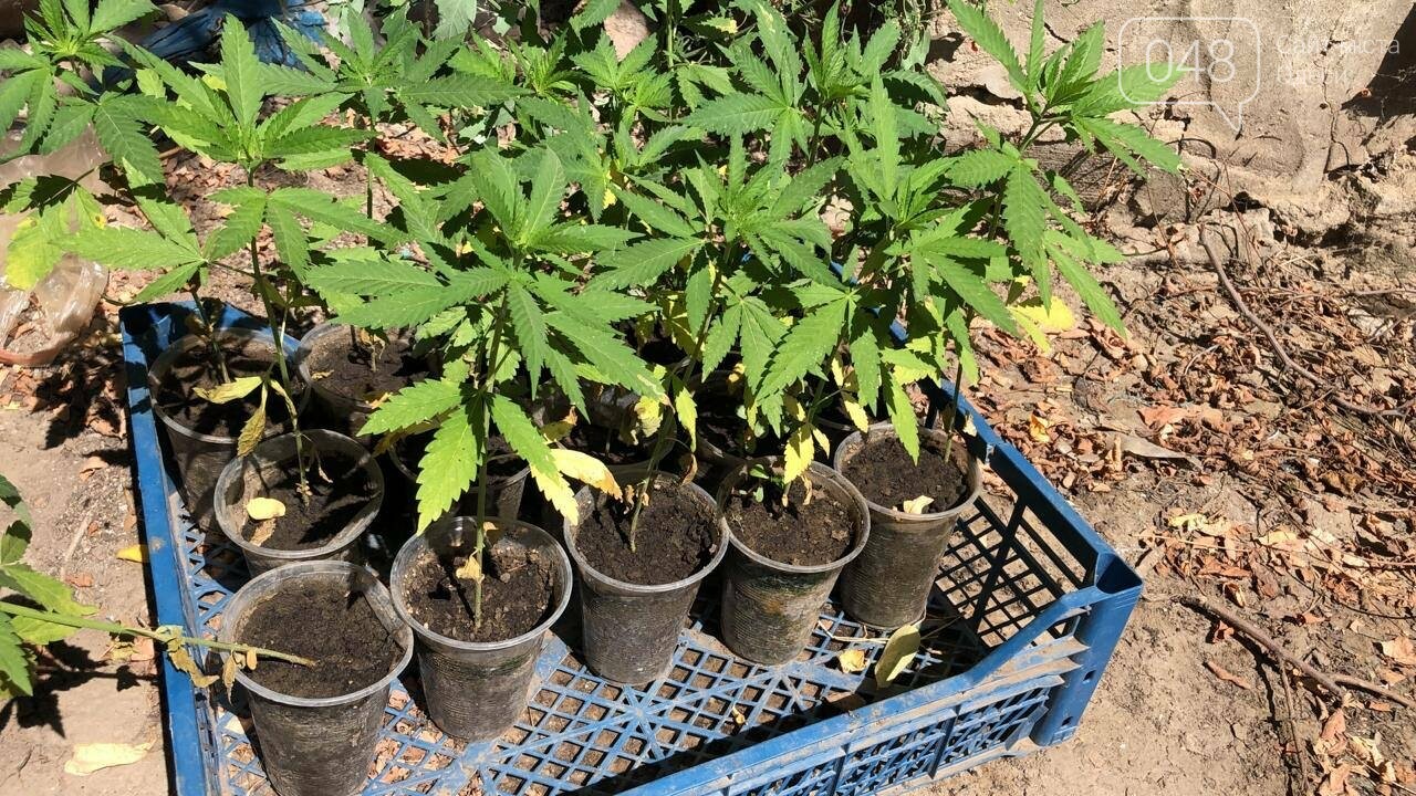 в россии разрешили выращивать марихуану