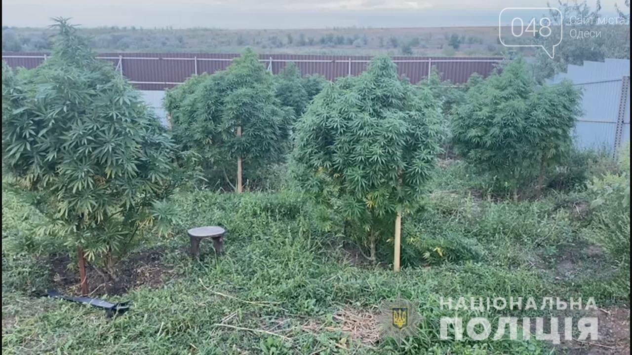 С системой полива и хорошим уходом: под Одессой нашли плантацию конопли на 3,5 млн грн, фото-2