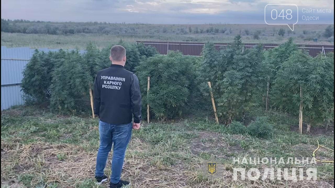 С системой полива и хорошим уходом: под Одессой нашли плантацию конопли на 3,5 млн грн, фото-1