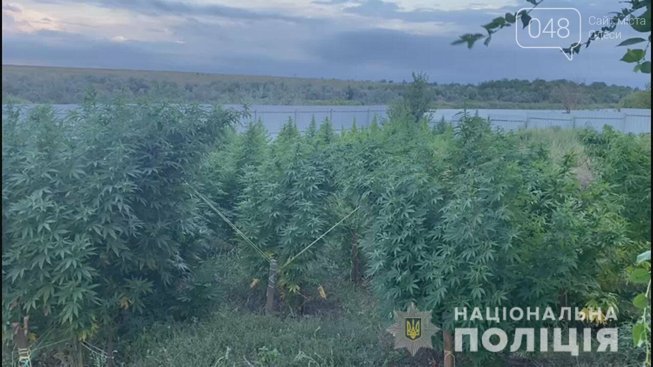 С системой полива и хорошим уходом: под Одессой нашли плантацию конопли на 3,5 млн грн, фото-3