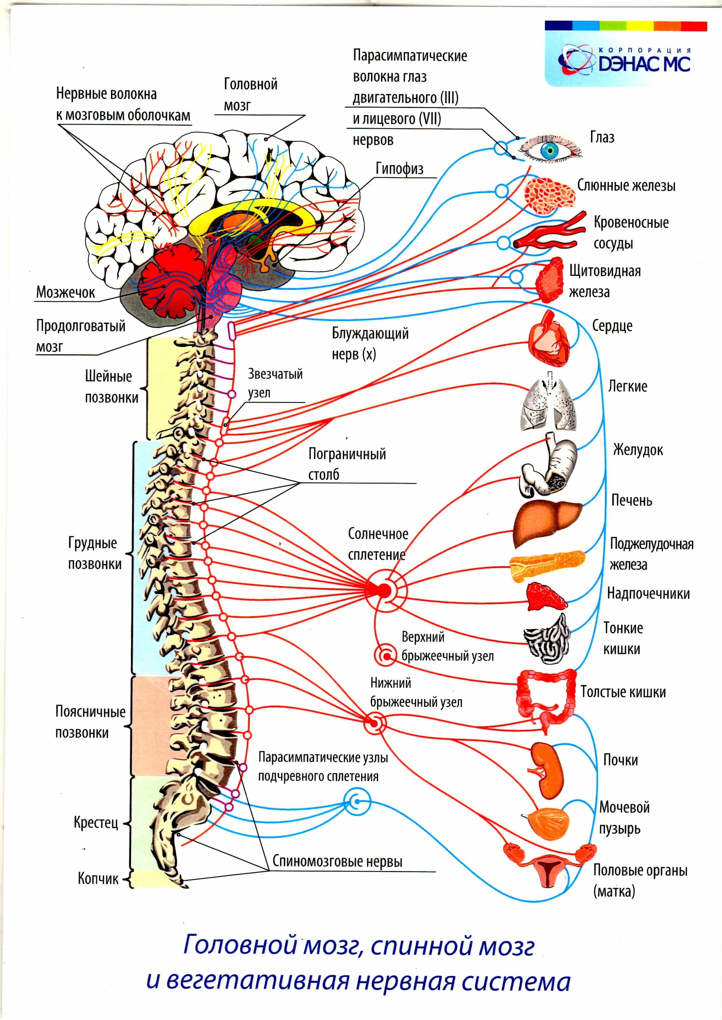 Вегетативные части тела. Вегетативная нервная система внутренние органы. Вегетативная нервная система схема спинного мозга. Вегетативная нервная система схема иннервации органов. Иннервация позвоночника схема.