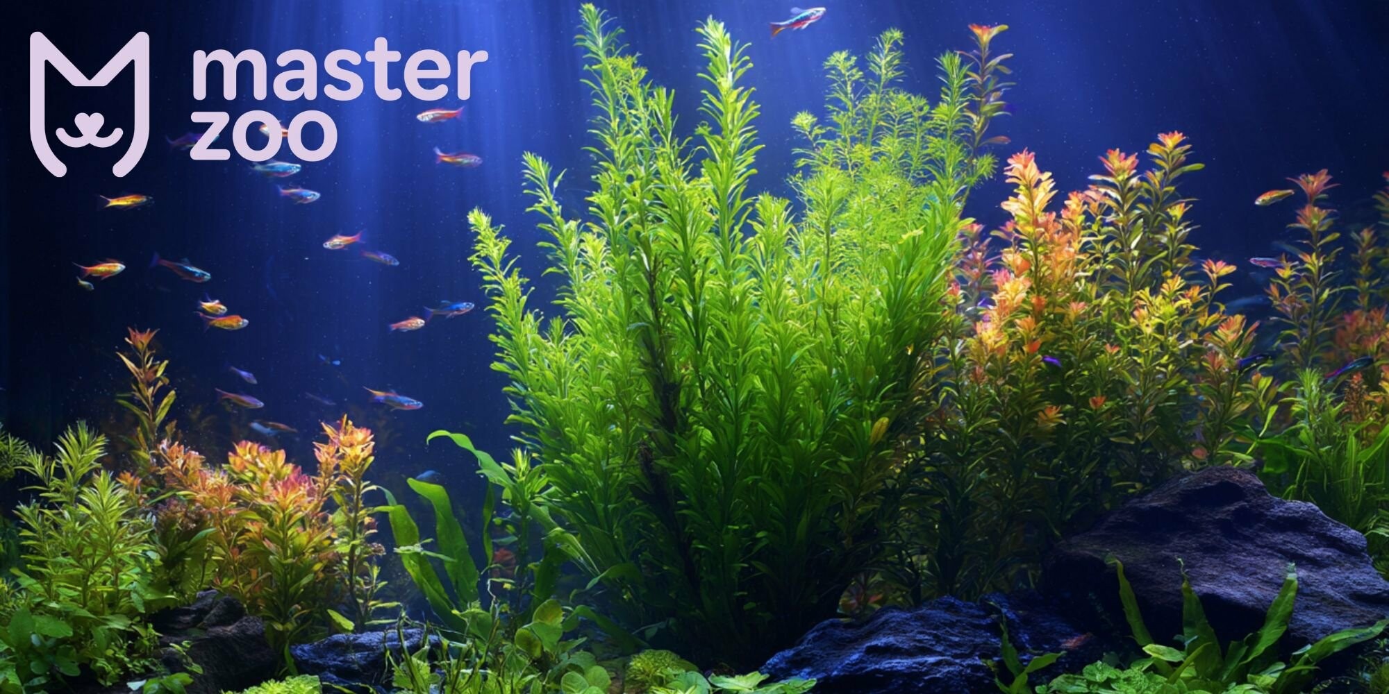аквариумные растения| masterzoo