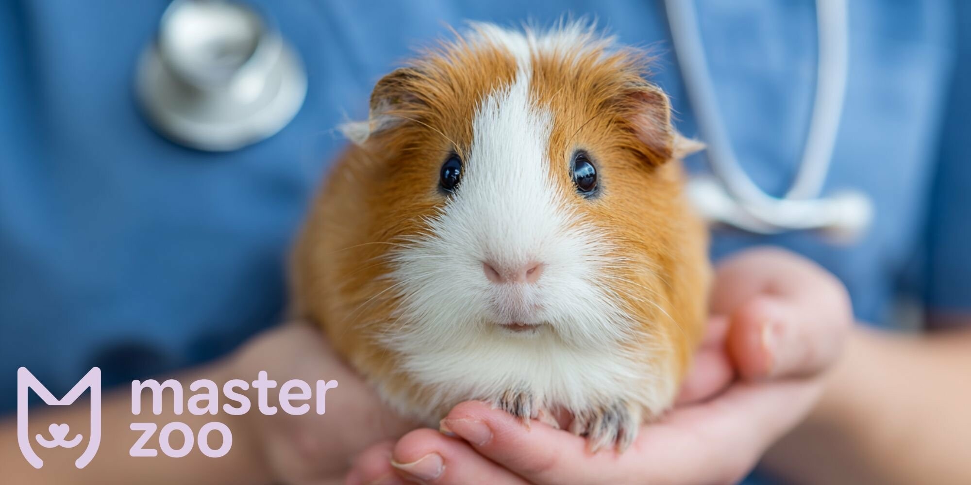 олезни морских свинок