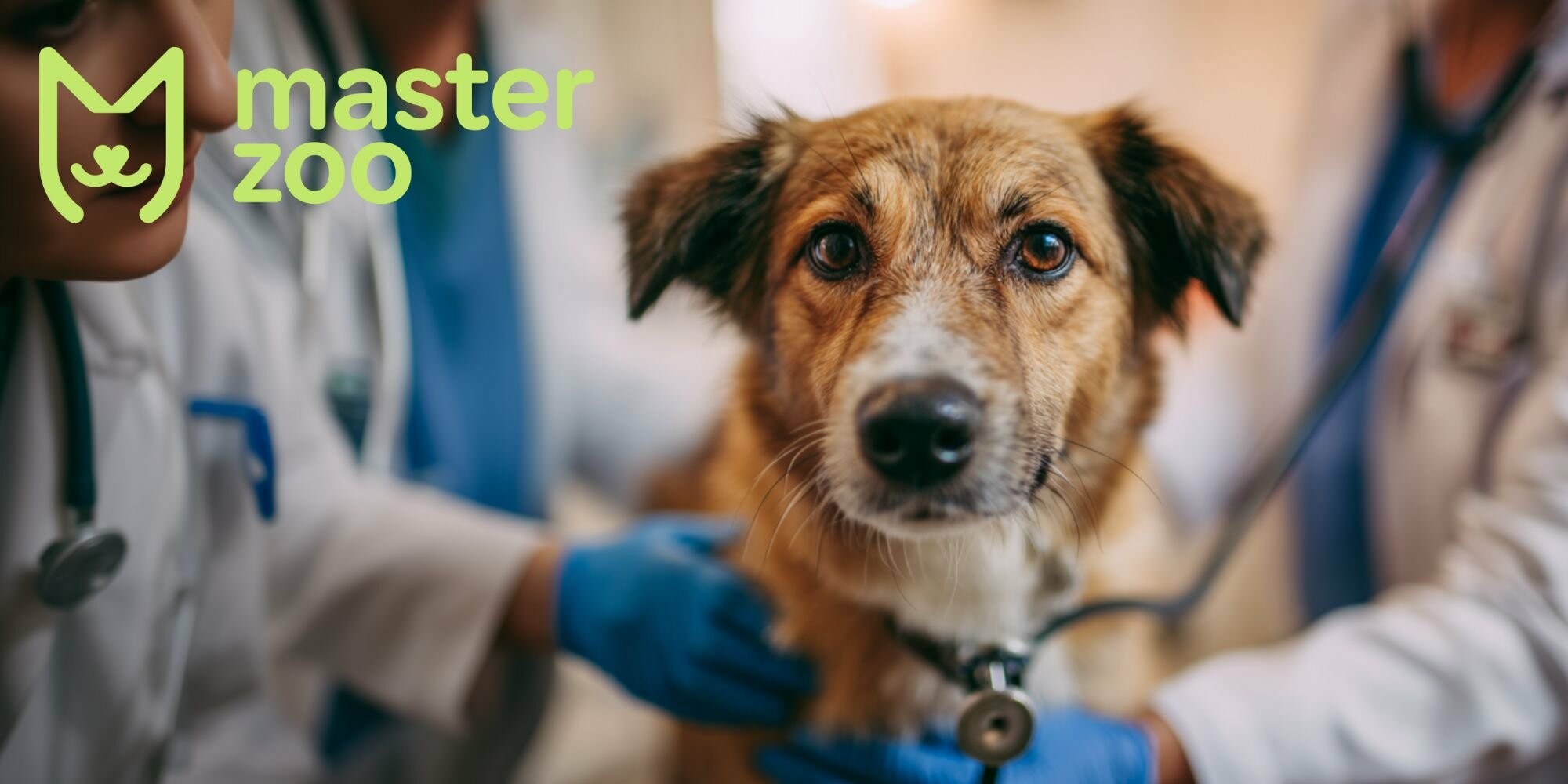 как спокойно посещать ветеринара с собакой