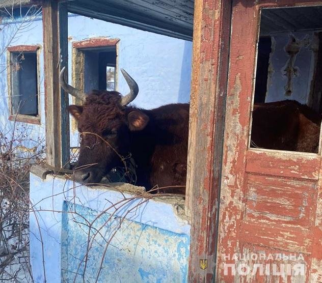 Полиция забрала коров у хозяина, который морил их голодом и холодом в Одесской области, - ФОТО, фото-1