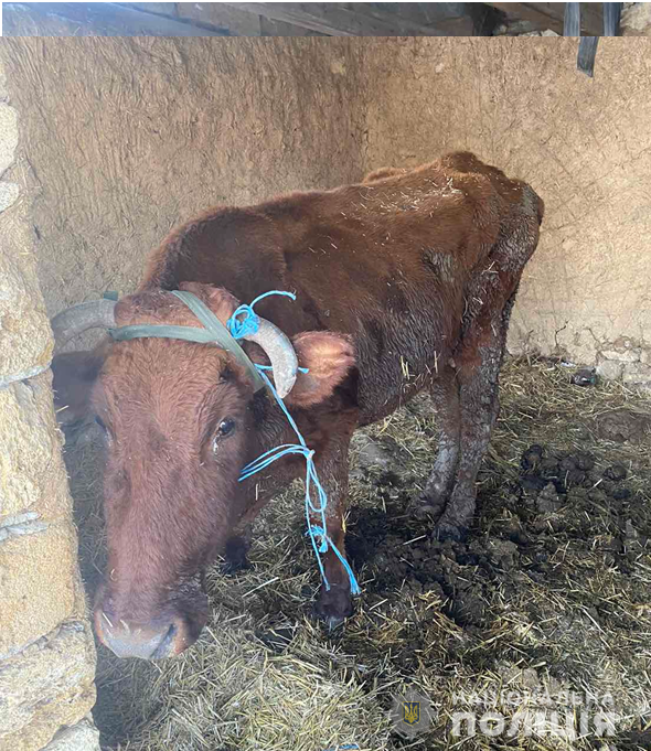 Полиция забрала коров у хозяина, который морил их голодом и холодом в Одесской области, - ФОТО, фото-2