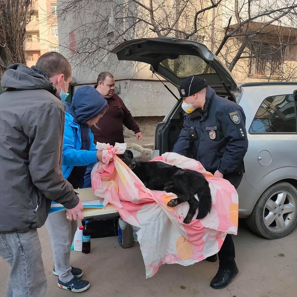 В Одессе с балкона выбросили собаку, - ФОТО, ОБНОВЛЕНО, фото-2