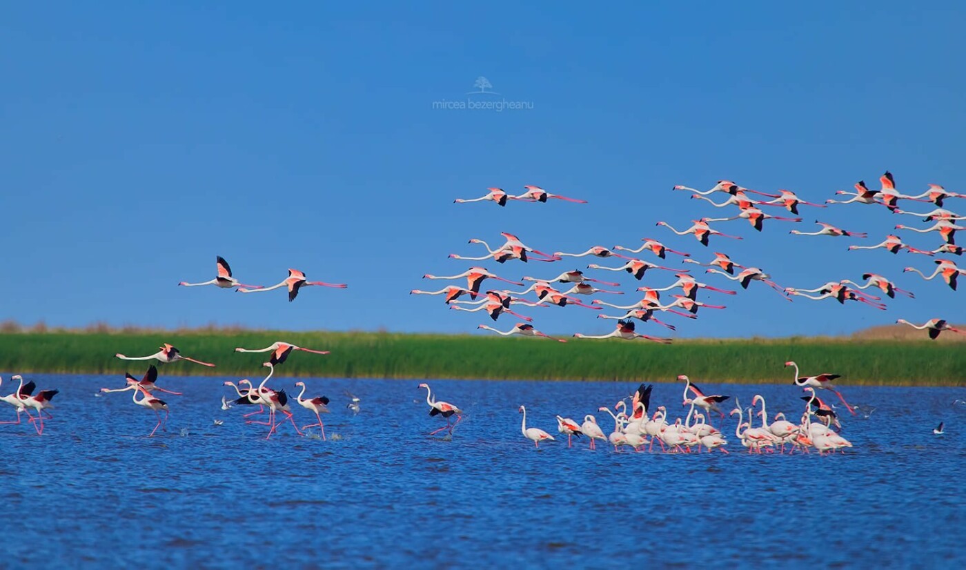 В Одесскую область прилетели розовые фламинго, - ФОТО, фото-1