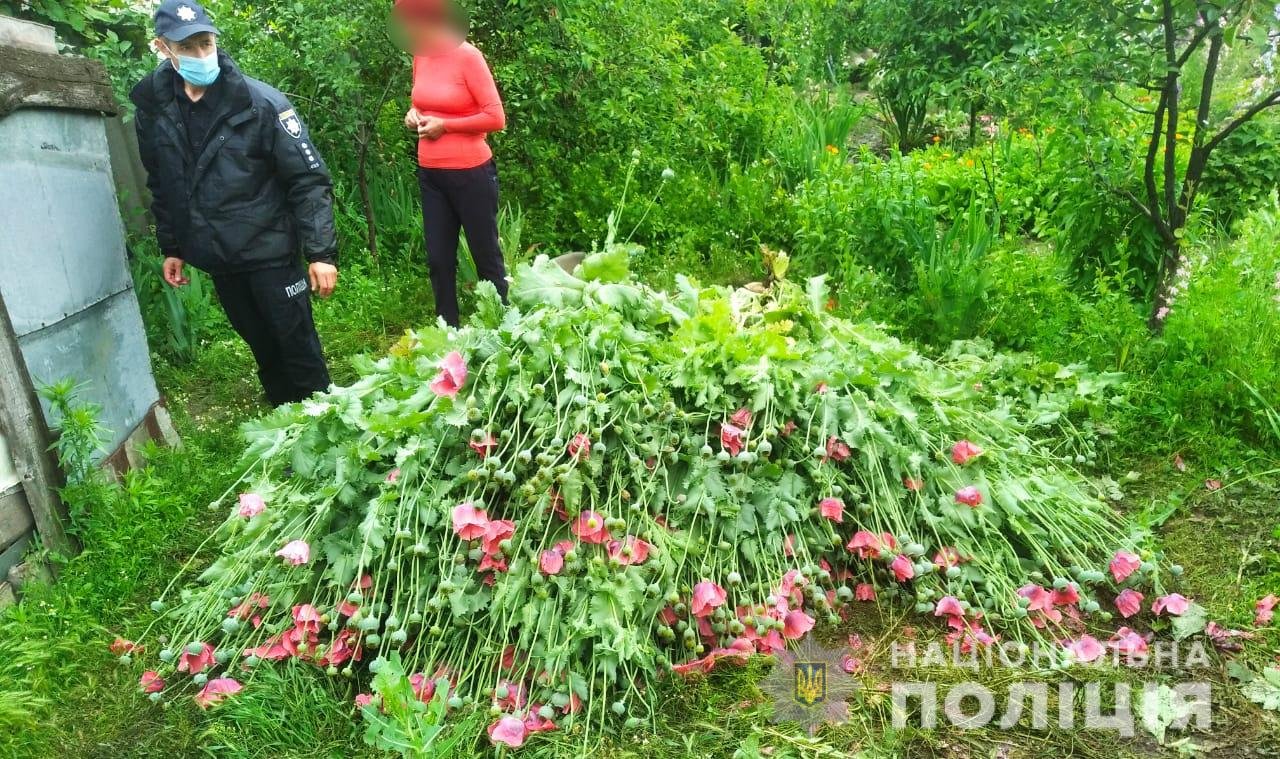 В Одесской области пожилая женщина выращивала на своем огороде мак: за нее взялась полиция, - ФОТО, фото-1