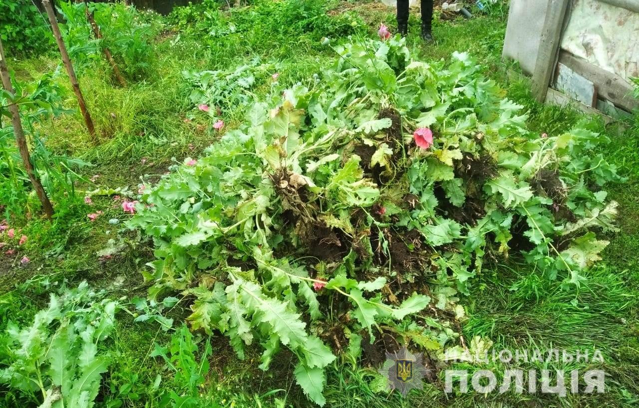 В Одесской области пожилая женщина выращивала на своем огороде мак: за нее взялась полиция, - ФОТО, фото-2