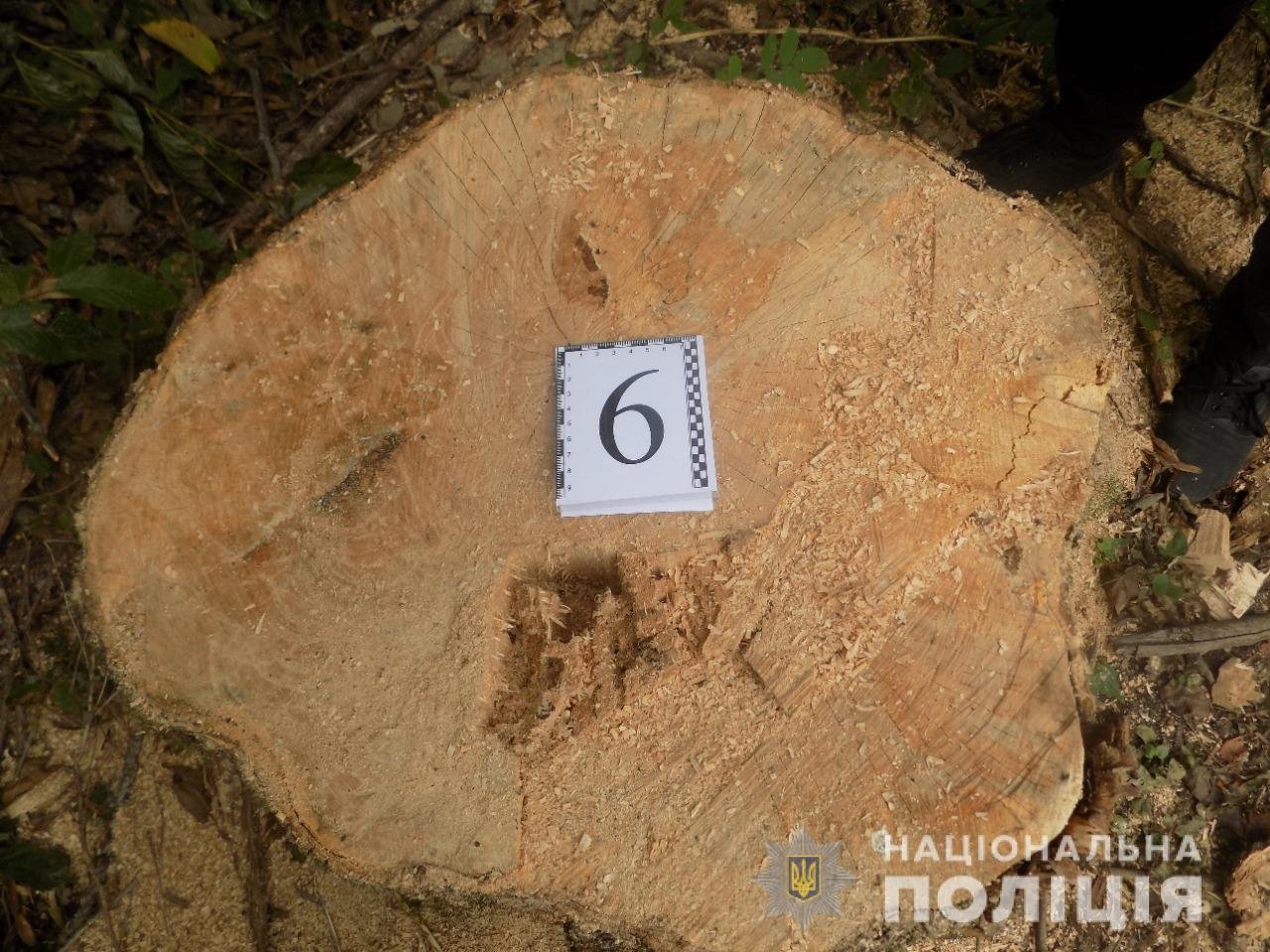 В Одесской области поймали на "горячем" пятерых мужчин, которые занимались незаконной вырубкой деревьев, фото-1