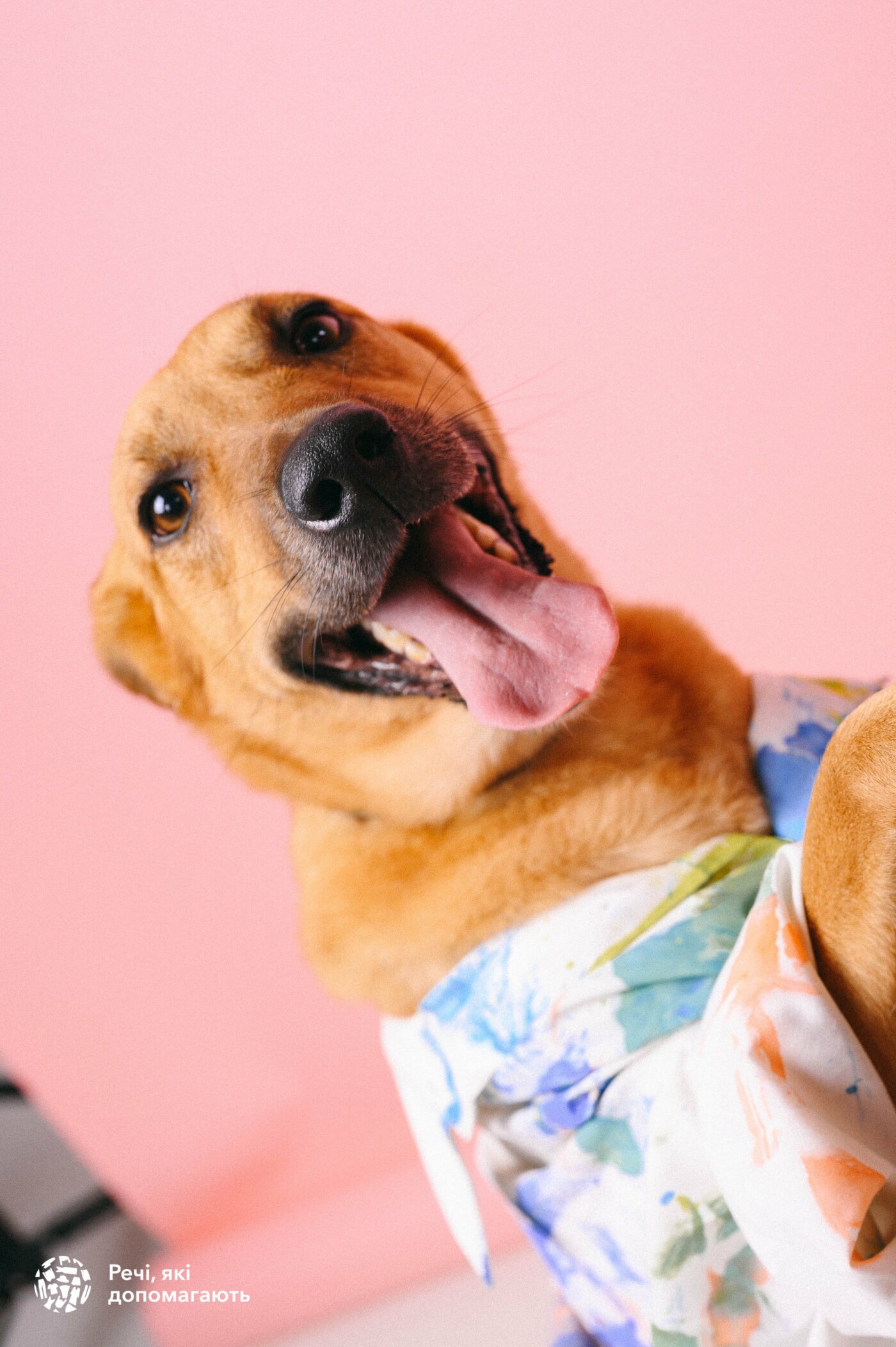 «Животные, как люди»: в Одессе устроили фотосессию для бездомных собак,- ФОТО, фото-6