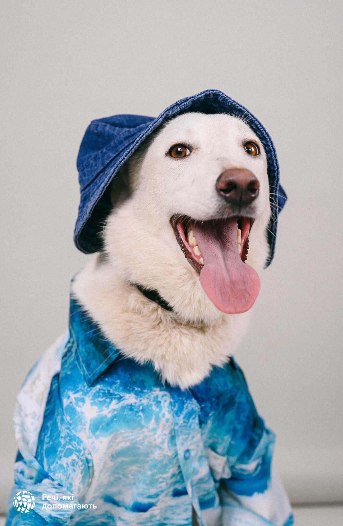 «Животные, как люди»: в Одессе устроили фотосессию для бездомных собак,- ФОТО, фото-5
