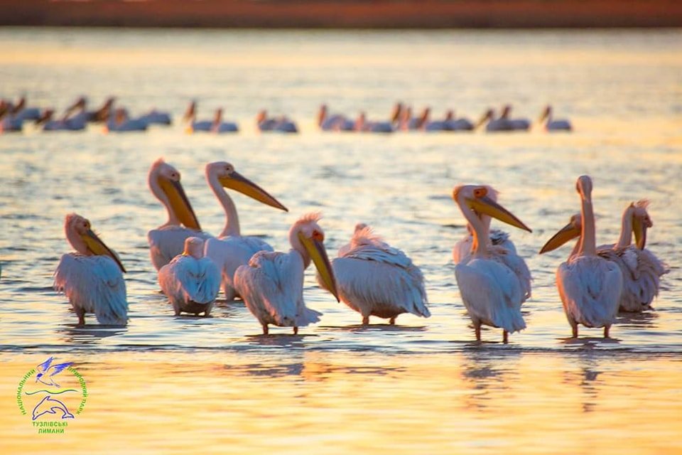 До Одещини завітали рожеві пелікани, - ФОТО, фото-1