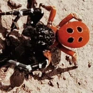 Рідкісний вид павука вперше зафіксований на Одещині, фото-1