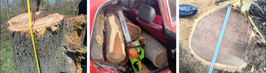 Зрублені дерева