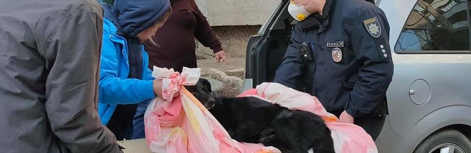 В Одессе с балкона выбросили собаку, - ФОТО, ОБНОВЛЕНО