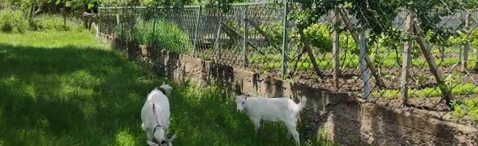 Бродячие собаки загрызли козлят в Белгороде-Днестровском,- ВИДЕО