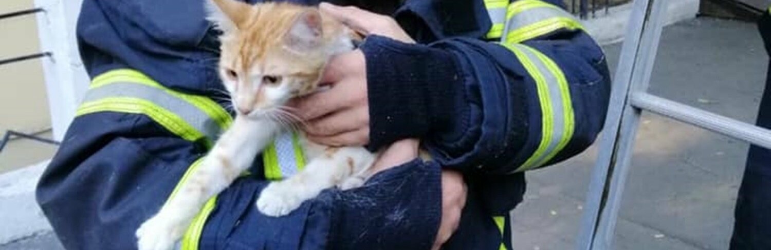 Одесские спасатели сняли с дерева напуганного кота, - ФОТО