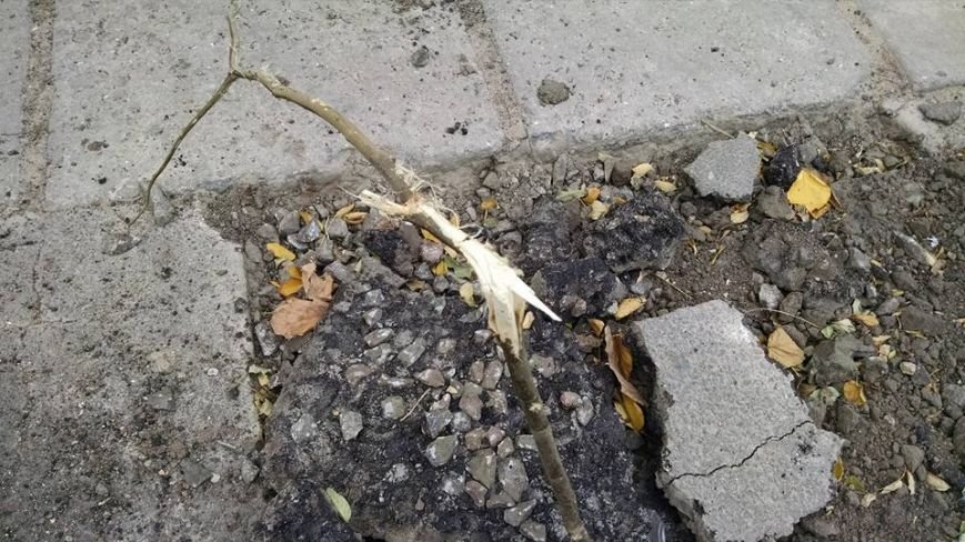 12243178_947244425336768_8177527451555261352_n