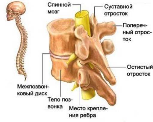 О позвоночнике, фото-2