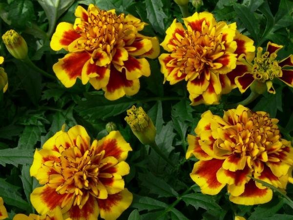 tagetes-jeltiy-s-krasnim