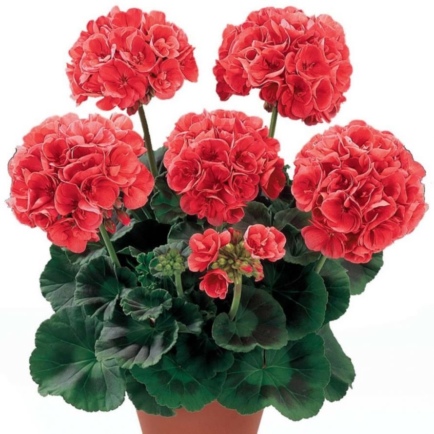 Pelargonium+zonale+Bergpalais+full