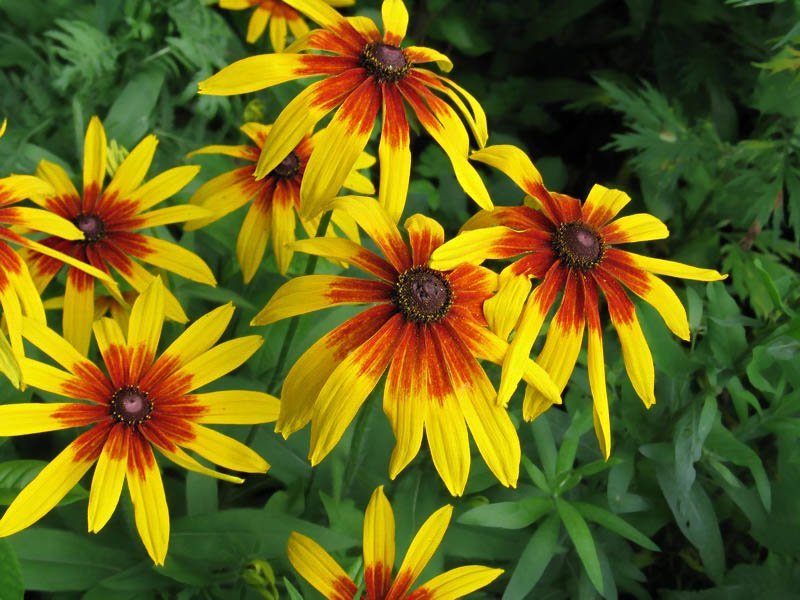 Rudbeckia_3