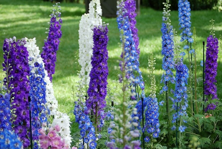 Delphinium1