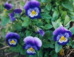 5p_pwy_pansies